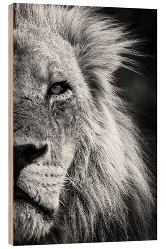 Hout print Close-up Detail of a Male Lion Face and Head