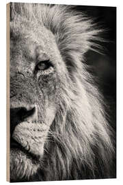 Trebilde Close-up Detail of a Male Lion Face and Head