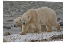 Akryylilasitaulu Polar Bears on the Coast of Hudson Bay, Manitoba, Canada