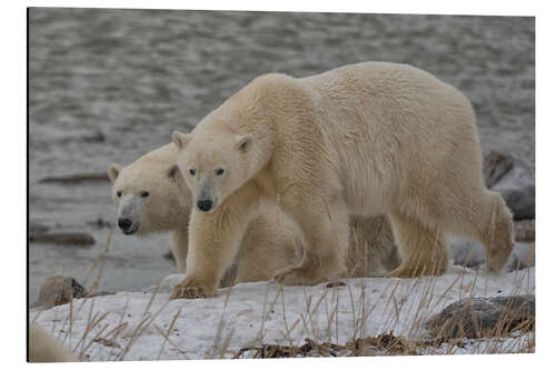 Alubild Eisbären an der Küste der Hudson Bay, Manitoba, Kanada