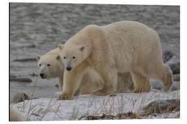 Tableau en aluminium Polar Bears on the Coast of Hudson Bay, Manitoba, Canada