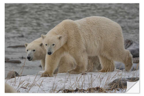 Sticker mural Polar Bears on the Coast of Hudson Bay, Manitoba, Canada