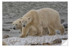 Vinilo para la pared Polar Bears on the Coast of Hudson Bay, Manitoba, Canada