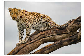 Aluminium print Leopard on a Tree Branch