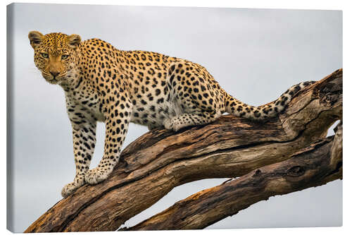 Canvas print Leopard on a Tree Branch