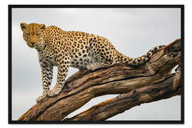 Gerahmter Kunstdruck Leopard auf einem Baumast