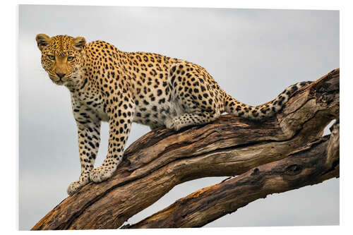 Foam board print Leopard on a Tree Branch