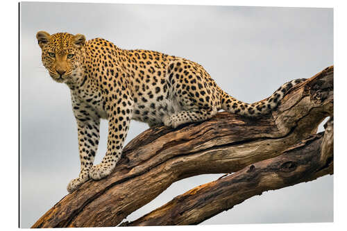 Galleritryck Leopard on a Tree Branch