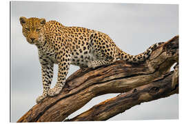 Gallery print Leopard on a Tree Branch