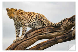 Wall sticker Leopard on a Tree Branch