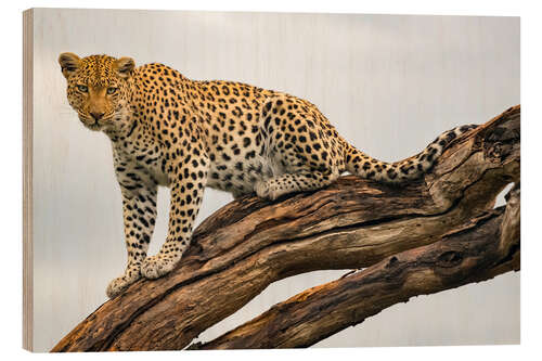 Wood print Leopard on a Tree Branch