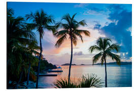 Alumiinitaulu Palm Trees on Saint Thomas, Virgin Islands