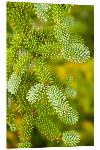 Acrylic print Needles of a Red Spruce Tree, Picea Rubens