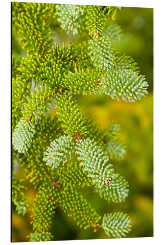 Aluminium print Needles of a Red Spruce Tree, Picea Rubens