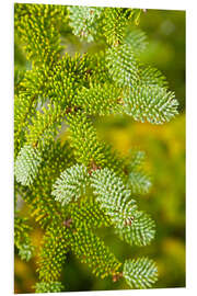 Foam board print Needles of a Red Spruce Tree, Picea Rubens