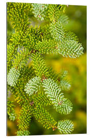 Gallery print Needles of a Red Spruce Tree, Picea Rubens