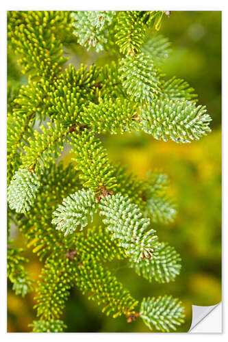 Wall sticker Needles of a Red Spruce Tree, Picea Rubens