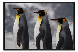Gerahmter Kunstdruck Porträt von drei Königspinguinen