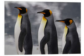 Foam board print Portrait of three King Penguins