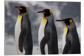 Gallery print Portrait of three King Penguins