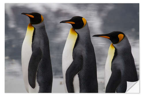 Sticker mural Portrait of three King Penguins