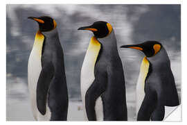 Selvklæbende plakat Portrait of three King Penguins