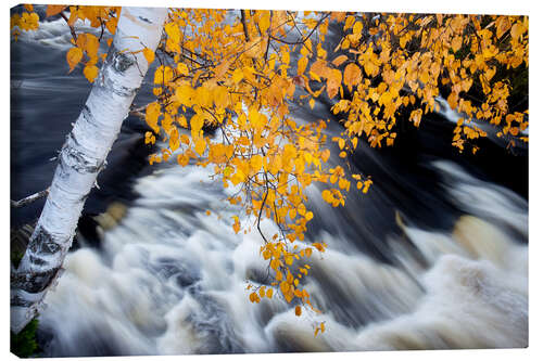 Canvas print White Birch Tree Hanging Over Rushing Water