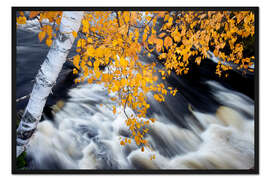 Gerahmter Kunstdruck Weiße Birke über Rauschendem Wasser