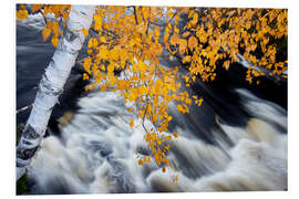 Tableau en PVC White Birch Tree Hanging Over Rushing Water