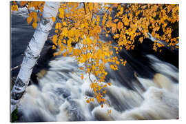 Gallery print White Birch Tree Hanging Over Rushing Water