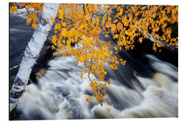 Magnettafel Weiße Birke über Rauschendem Wasser