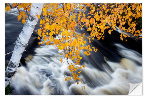 Autocolante decorativo White Birch Tree Hanging Over Rushing Water