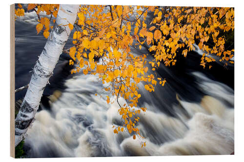 Wood print White Birch Tree Hanging Over Rushing Water