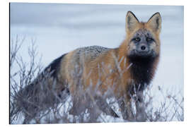 Tableau en aluminium Red Fox in the Snow