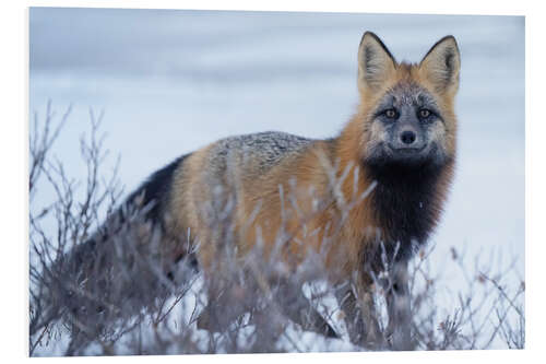 Hartschaumbild Rotfuchs im Schnee