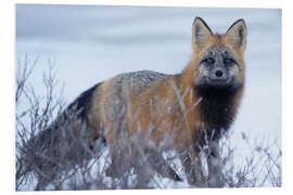 Quadro em PVC Red Fox in the Snow