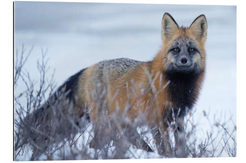 Gallery print Red Fox in the Snow