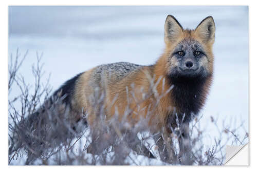 Autocolante decorativo Red Fox in the Snow