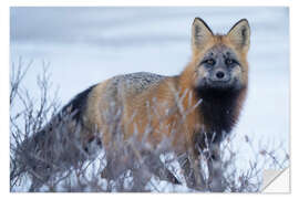 Muursticker Red Fox in the Snow