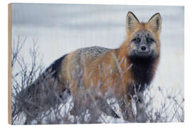 Stampa su legno Red Fox in the Snow