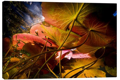 Tableau sur toile Lily Pads Under the Water Surface