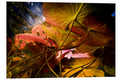 Tableau en PVC Lily Pads Under the Water Surface