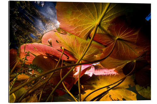 Gallery print Lily Pads Under the Water Surface