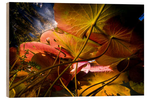 Trebilde Lily Pads Under the Water Surface