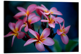 Akrylglastavla Cluster of Beautiful Multi Coloured Blossoms