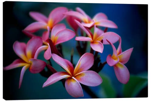 Canvastavla Cluster of Beautiful Multi Coloured Blossoms