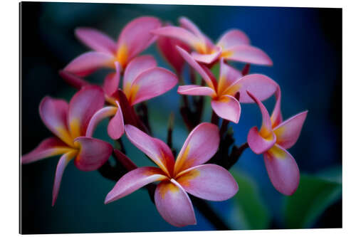 Gallery print Cluster of Beautiful Multi Coloured Blossoms