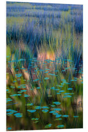 Foam board print Aquatic Grass Growing in a Tranquil Pond