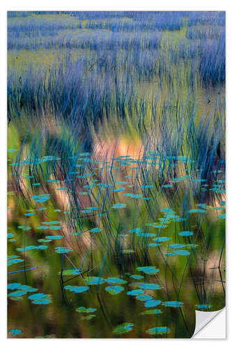 Sisustustarra Aquatic Grass Growing in a Tranquil Pond