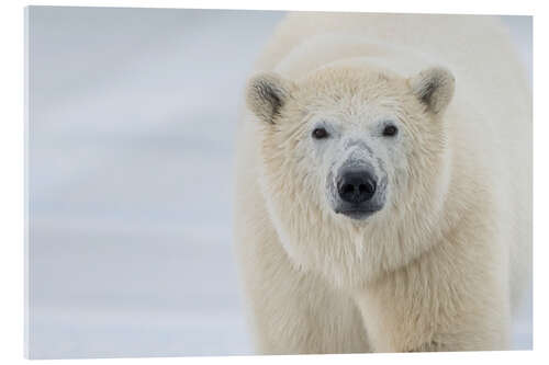 Akryylilasitaulu Polar Bear Close Up II